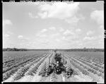 Farmer Using A Tractor To Cultivate A Field In Mapleton by George French