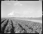 Vast Expanse Of Potato Plants In Blossom In Presque Isle by George French
