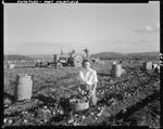 Young Woman Filling A Bushel Basket With Potatoes, Workers Digging Potatoes With A Tractor In The Background In Fort Fairfield by George French