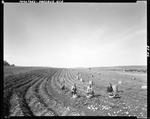 Workers Harvesting Potatoes Into Bushel Baskets In Presque Isle by George French