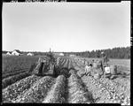 Workers Harvesting Potatoes And Filling Bushel Baskets, Tractor With Potato Digger In Background At Presque Isle by George French