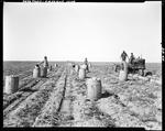 Workers Using A Tractor To Dig Potatoes, Others Lining Up Empty Barrels In Presque Isle by George French