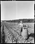 Woman Dumping Bushel Baskets Of Potatoes Into A Barrel In Presque Isle by George French