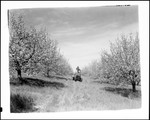 Workers Spraying Apple Trees by George French