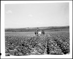 Farmer Dusting Potato Crop Using Horse Drawn Machinery by George French
