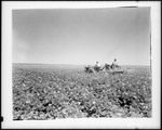 Workers Using A Tractor To Spray A Potato Field That Is In Blossom by George French