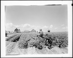 Workers Using A Dozer Type Tractor To Cultivate A Potato Crop by George French