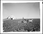 Farmer Spraying A Potato Crop With Horse Drawn Machinery, Big Potato House In Background by George French