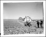 Workers Using A Tractor To Spray A Potato Field, Storage Barns In Background, "Maple Crest Farms Seed Potatoes Chas. E. Hussey & Sons" by George French