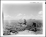 Workers Preparing To Cultivate A Field Using A Tractor by George French