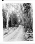 Narrow Gravel Road Through A Stand Of Birches by George French