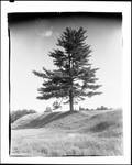 Large Pine Tree On A Knoll In Lovell by George French