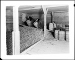 Workers Dumping Barrels Full Of Potatoes Into A Large Bin by George French