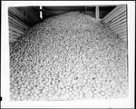 Huge Pile Of Potatoes In A Storehouse by George French