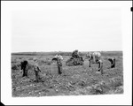 Children Harvesting Potatoes, Horse Drawn Harvesting Machine In Background, "Whites Farm" by George French