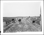 Workers Filling Bushel Baskets With Potatoes And Dumping Them Into Barrels In Limestone by George French