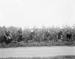 Workers Harvesting Corn Near A Road In Fryeburg by George French