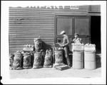 Workers Weighing Out Bags Of "State Of Maine" Potatoes by George French