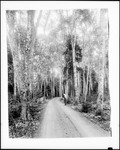 Gravel Road Through Stand Of Birches At Pleasant Isle Camps by George French