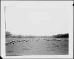 Sheep Grazing In A Pasture by George French