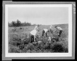 Workers Raking Blueberries In Field by George French