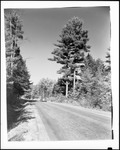 Tree Lined Tarred Road Near Center Lovell by George French