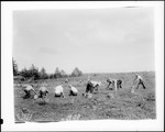 Workers Raking Blueberries by George French