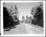 Gravel Road Through Evergreen Forest by George French