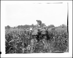 Farm Workers Picking Corn And Loading A Truck With Same In Fryeburg by George French
