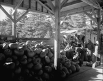 Workers Stacking Pumpkins In Fryeburg by George French