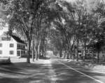 Shot Down Road Through Tunnel Of Trees, Houses On Both Sides In Harrison by George French