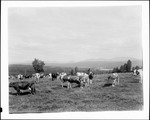 Herd Of Cattle In Field, Mountains In Distance In Rangeley by George French