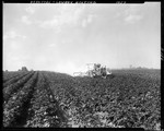 Farmer Dusting Potato Crop With A Tractor by George French