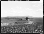 Potato Fields In Mars Hill, Mountains In Distance by George French