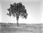 Large Tree Beside A Stonewall In Poland, Cattle Grazing In Pasture Behind by George French