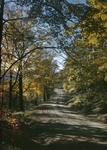 Tree Lined Dirt Road In Fall In Berwick by George French