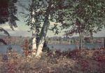 Stand Of Birches, Foreground, Pond, Center Fall Foliage Afar In Bethel At Songo Lake by George French