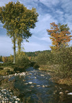 Fall Foliage Along A Stream In Brownfield by George French