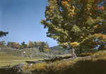 Split Rail Fence, Field, Trees And Large Stone Outcropping In Brownfield In Fall by George French
