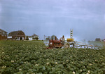 Farmer Crop Dusting A Potato Field In Bloom In Caribou, Farmhouse In Background by George French
