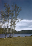 Scenic Lake And Stand Of Birches At Greenwood by George French