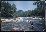 Man Netting A Fish In A New Hampshire Stream Near Passaconway by George French