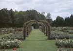 Elizabeth Park Rose Gardens In Hartford, Conn by George French