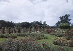 Elizabeth Park Rose Gardens In Hartford, Conn by George French