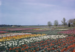 Tulip Gardens In Holland, Michigan by George French