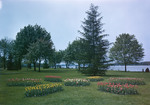Tulip Gardens In Holland, Michigan by George French