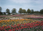 Tulip Gardens In Holland Michigan by George French