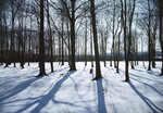 Shadows Of Trees In Woods On Snow In Bloomfield, New Jersey by George French