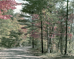 Tree Lined Country Road In Conway, New Hampshire by George French