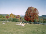 Stonewalls, Fields, Mountain Views And Fall Foliage by George French